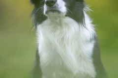 Ricco