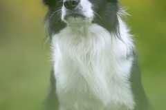 Ricco