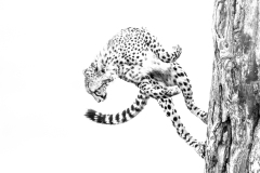 Marsupilami
