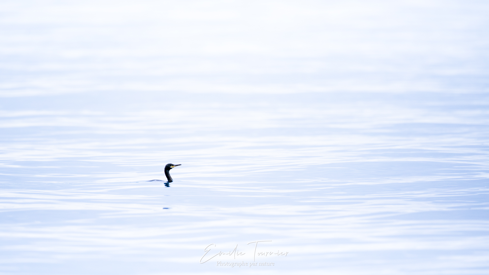 Cormoran dans sa mer de soie
