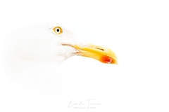 Gullmineux