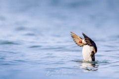 Macareux à la pêche