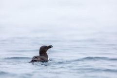 Pingouin sur l'eau