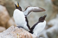 Duo de pingouins