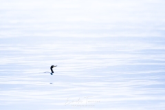 Cormoran dans sa mer de soie