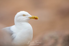 Dans les yeux du goéland