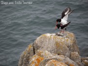 Isabelle de Tavernost