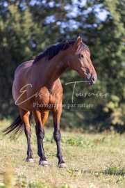 Coudiak - 01