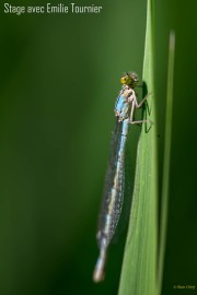 Courson-macro-Alain-Cherif-stage-photo-Emilie-Tournier-Essonne-France-Angleterre-Allemagne-Afrique