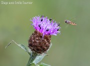 Marie-Hélène Maillot