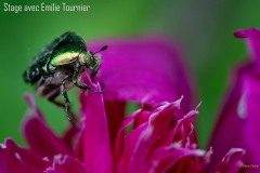 Courson-macro-Alain-Cherif-stage-photo-Emilie-Tournier-Essonne-France-Angleterre-Allemagne-Afrique-2