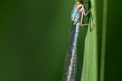 Courson-macro-Alain-Cherif-stage-photo-Emilie-Tournier-Essonne-France-Angleterre-Allemagne-Afrique