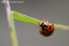 Courson-macro-Alain-Joseph-stage-photo-Emilie-Tournier-Essonne-France-Angleterre-Allemagne-Afrique-2