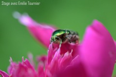 Courson-macro-Alain-Joseph-stage-photo-Emilie-Tournier-Essonne-France-Angleterre-Allemagne-Afrique