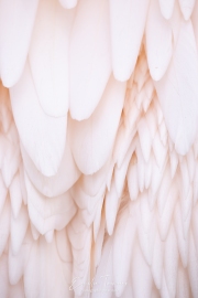 Feathers