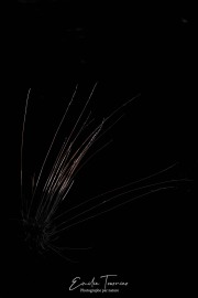 Herbes