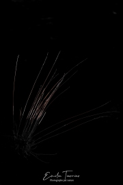 Herbes