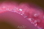 Rosée 3
