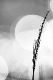 Sous les feux de la rampe