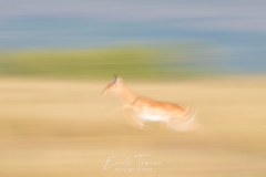 Esprit de la savane