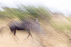 Furie de gnou