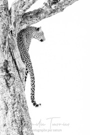 Sensualité perchée