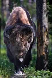 Bison d'Amérique