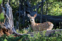 Jeune cerf mulet