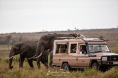 Masaï Mara - Kenya