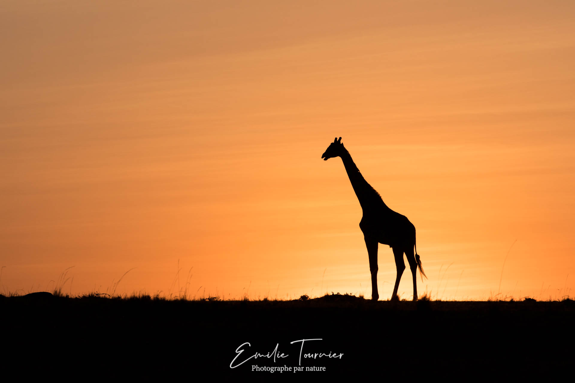 Girafe au soleil levant
