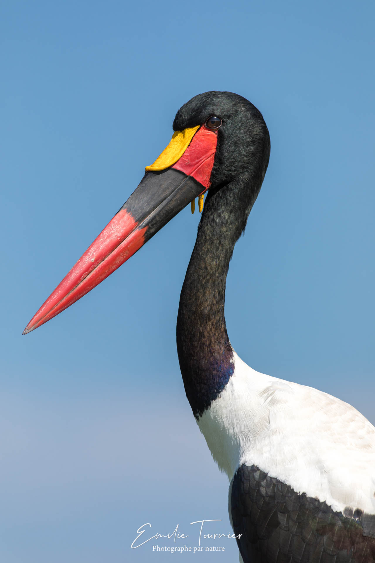 Jabiru d'Afrique / Ephippiorhynchus senegalensis / Saddle-billed Stork