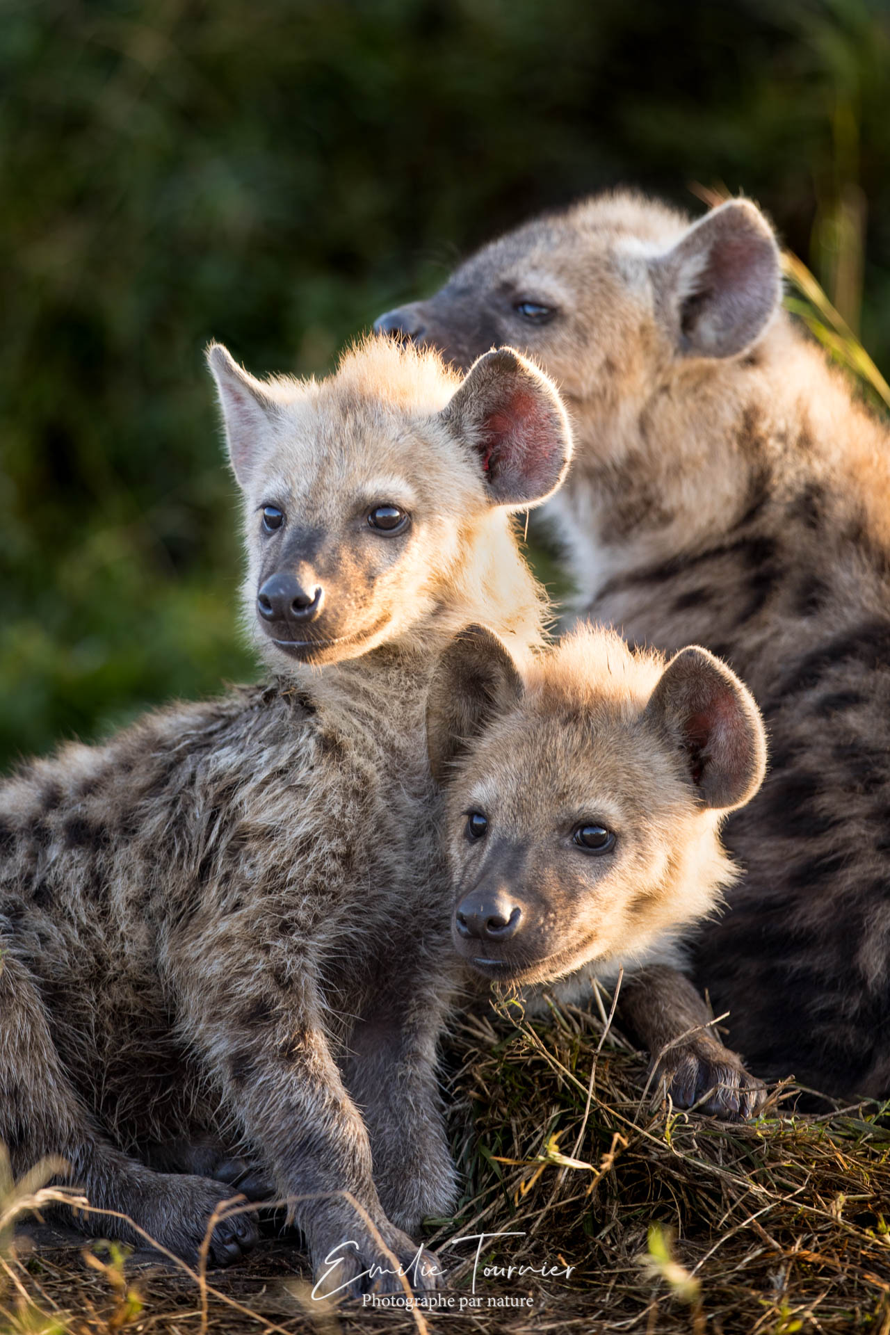 Méli-mélo de jeunes hyènes