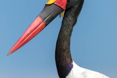 Jabiru