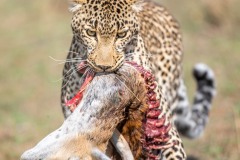 Qui a pris mon chariot