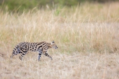 Serval