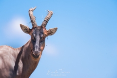 Topi