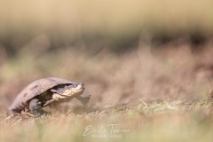 Tortue bretonne ou pas