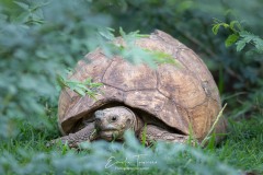 Tortue léopard