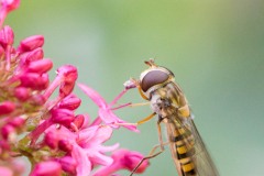 Macro "comme à la maison"