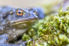 Emilie-Tournier-Photographe-animaliere-Brunoy-stage-photo-France