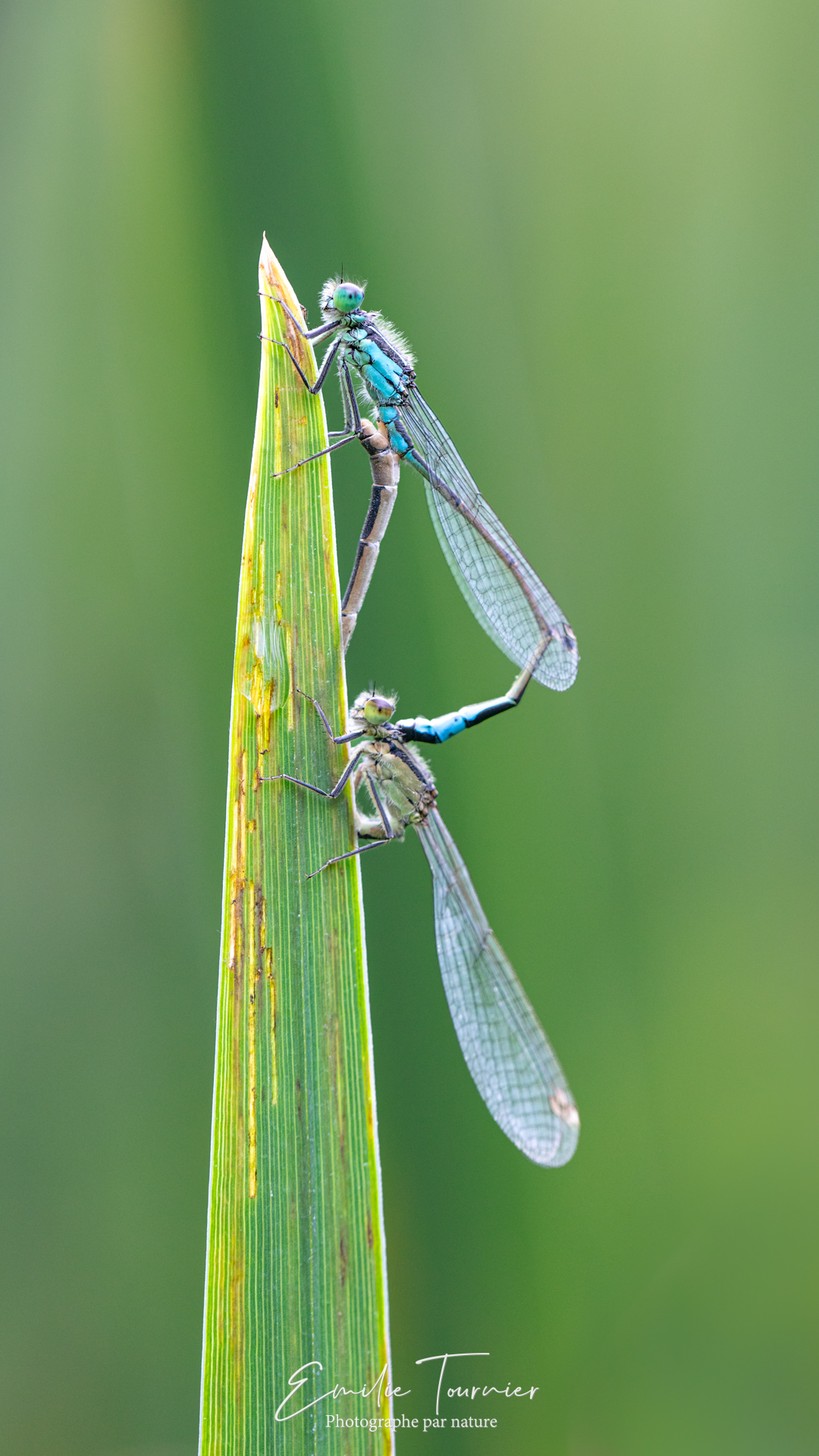 Accouplement de demoiselles