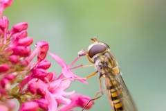Macro à Courson