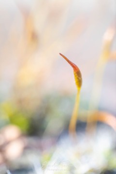 Miniature