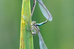 Accouplement de demoiselles