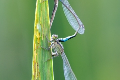 Accouplement de demoiselles