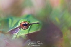 Rainette verte