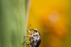 Cyrano des jardins