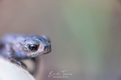 Jeune grenouille