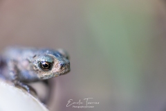 Jeune grenouille