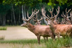 Mammifères et rapaces à l'Espace Rambouillet